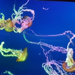 Meet your Posher, September